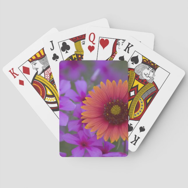 Phlox och indisk filt nära Devine Texas Kortlek (Baksidan)