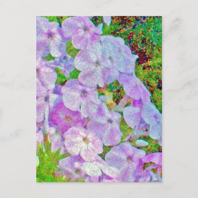 PHLOX PAINING POSTCARD VYKORT (Framsida)