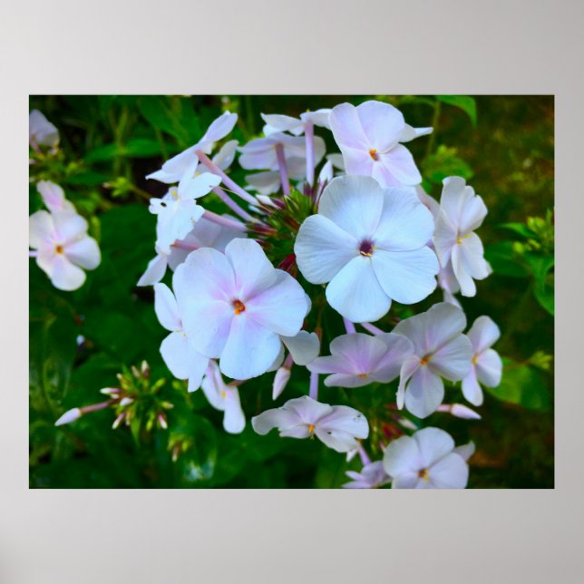 Phlox Poster (Framsidan)