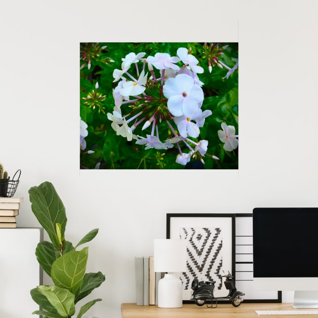 Phlox Poster (Hemmakontoret)
