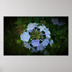 Phlox Poster
