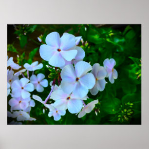 Phlox Poster