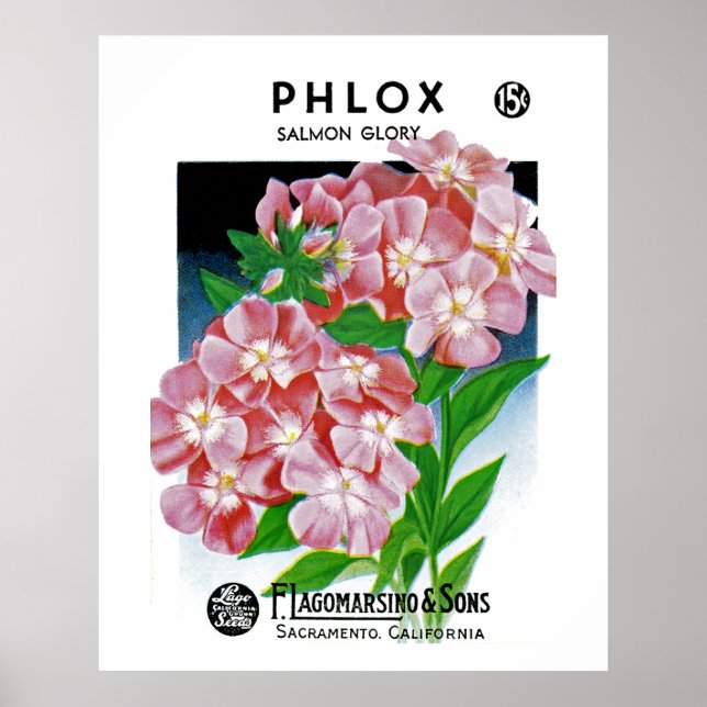 Phlox Poster (Framsidan)