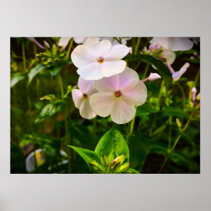 Phlox Poster