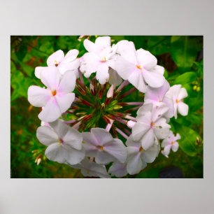 Phlox Poster