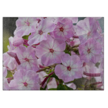 Phlox, Rosa Blomsterfotografi