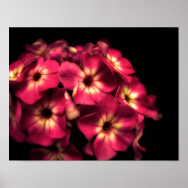 Phlox Rosa Poster (Framsidan)