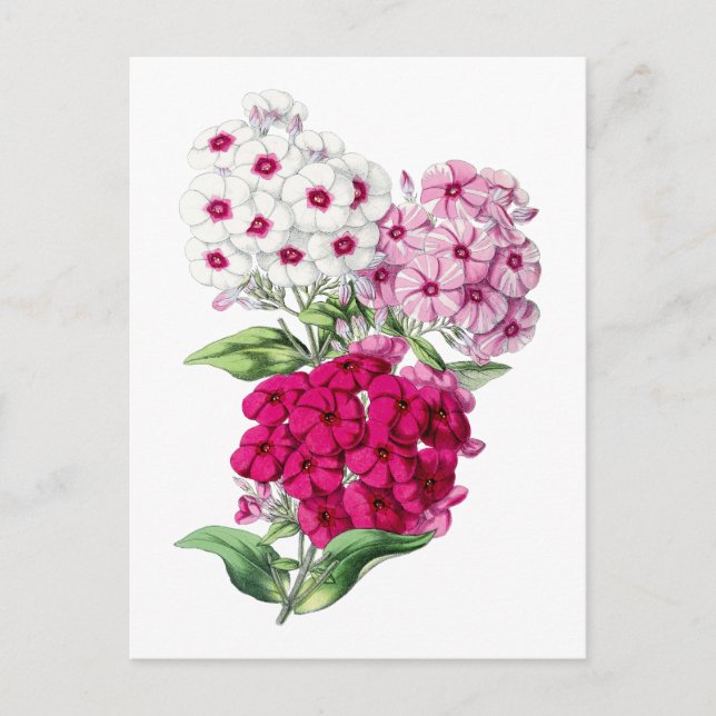 Phlox Vintage Botanical Postcard Vykort (Framsida)