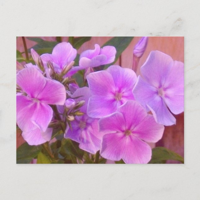 Phlox-vykort för Blommigt Vykort (Framsida)