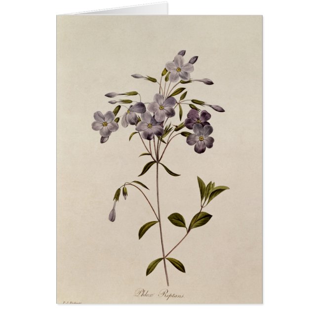 Phloxreptans Hälsningskort (Framsidan)