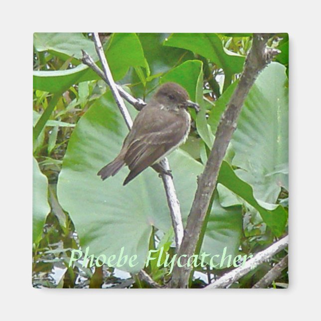 Phoebe Flycatcher Magnet (Framsidan)