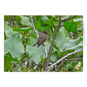 Phoebe Flycatcher OBS Kort