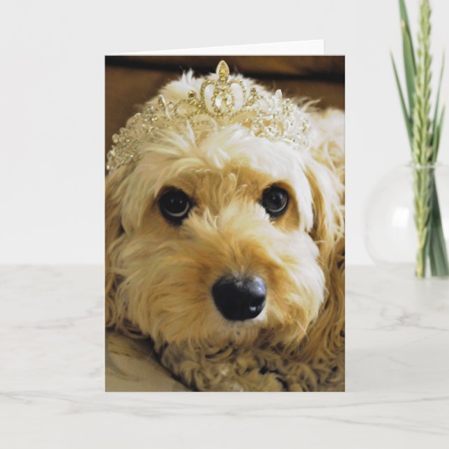 PhoebethePrincess, Cavapoo Hälsning Card Kort (Framsida)