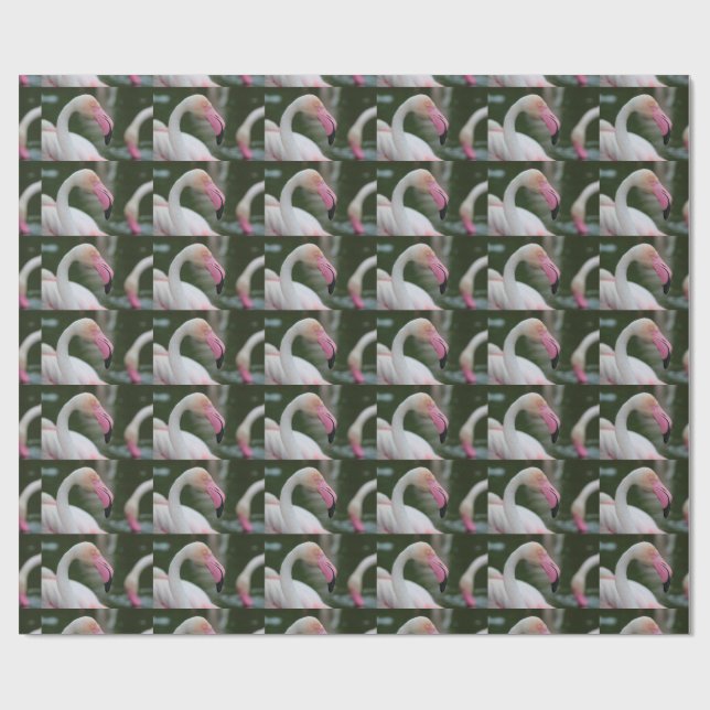 Phoenicopterus roseus presentpapper (Platt)