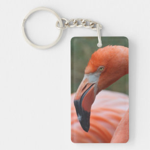 Phoenicopterus ruber