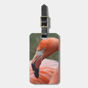 Phoenicopterus ruber bagagebricka