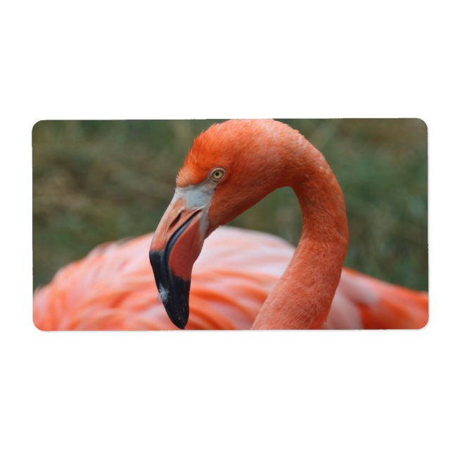 Phoenicopterus ruber fraktsedel (Framsidan)