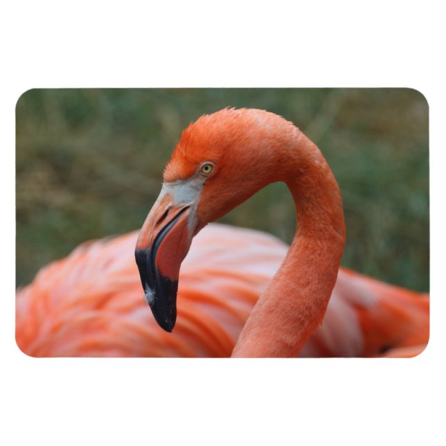 Phoenicopterus ruber magnet (Horisontell)