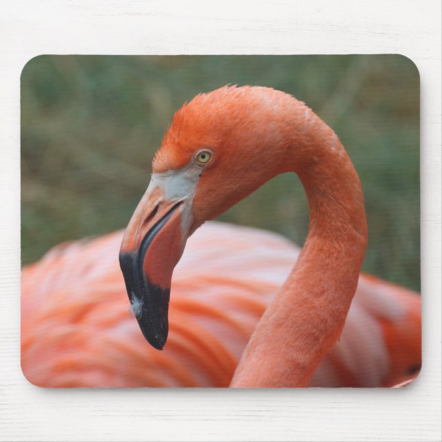 Phoenicopterus ruber musmatta (Framsidan)