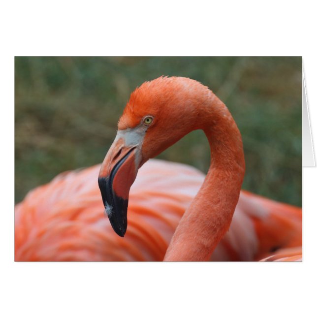 Phoenicopterus ruber OBS kort (Framsidan Horizontal)