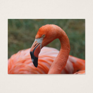 Phoenicopterus ruber visitkort