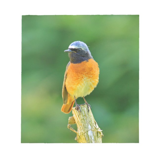 Phoenicurus ochruros anteckningsblock (Framsida)