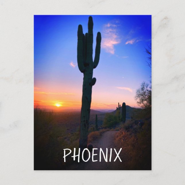 Phoenix Arizona Saguaro Cactus Sunset Souvenir Vykort (Framsida)