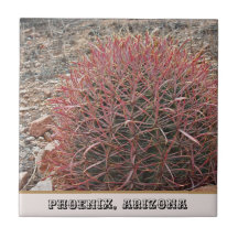 Phoenix Arizona Unique Red Barrel Cactus Photo