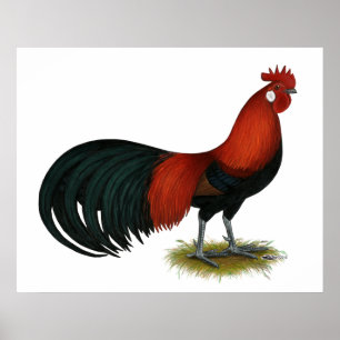 Phoenix: BB Red Tupp Poster