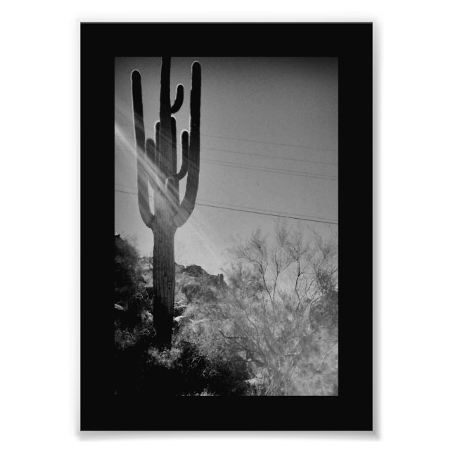 Phoenix Cactus Fototryck (Framsidan)