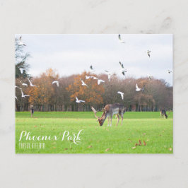 Phoenix Park-vykort Vykort