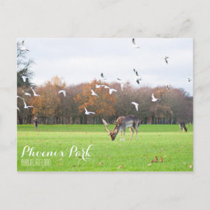 Phoenix Park-vykort Vykort