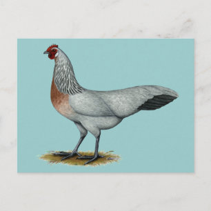 Phoenix: Silver Duckwing Hen Vykort