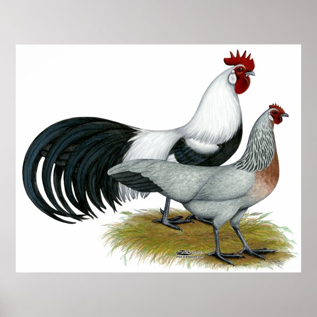 Phoenix: Silver Duckwing Pair Poster (Framsidan)