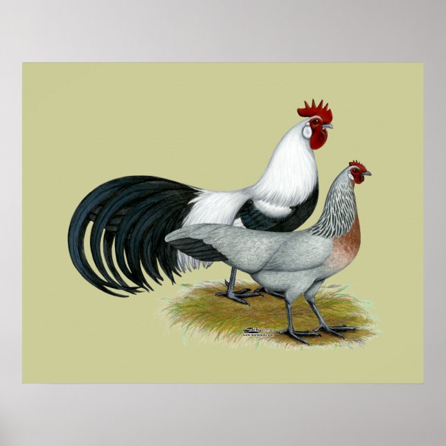 Phoenix: Silver Duckwing Pair Poster (Framsidan)