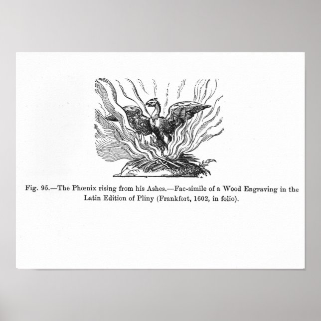 Phoenix stigning från hans aska poster (Framsidan)