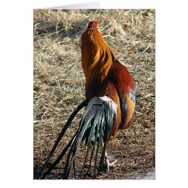 Phoenix Tupp från Tillfällen tomt Hälsningskort (Framsidan)