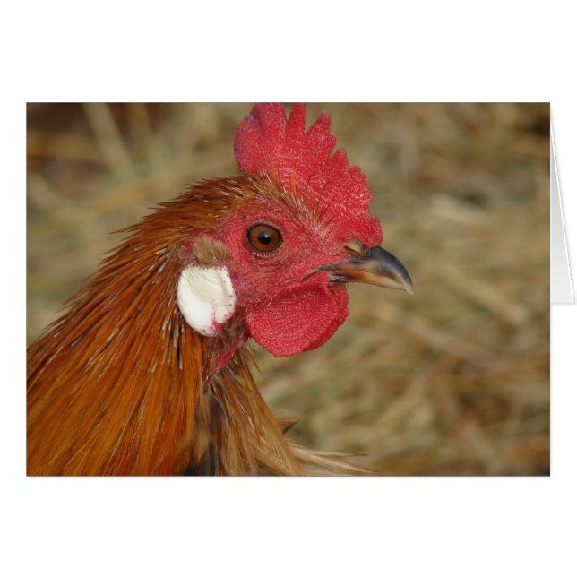 Phoenix Tupp Hälsningskort (Framsidan Horizontal)