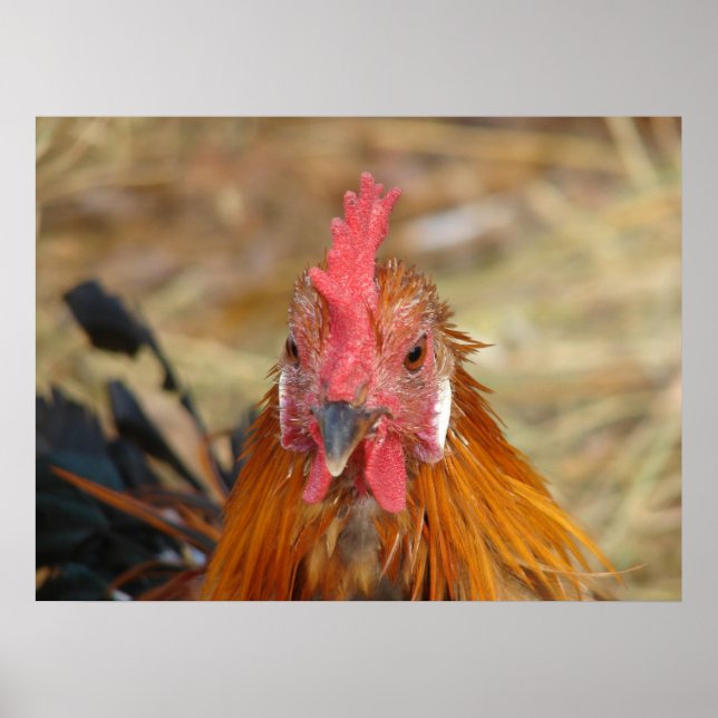 Phoenix Tupp Poster (Framsidan)