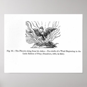 Phoenixen som stigning från hans aska poster