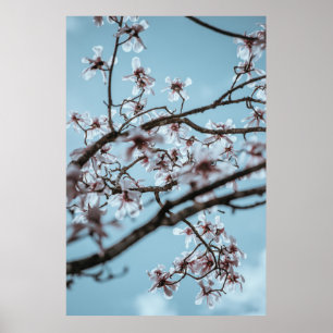 PHOTO AV VITPÄRGADE BLOMMOR POSTER