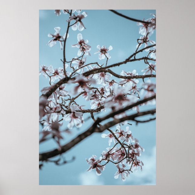 PHOTO AV VITPÄRGADE BLOMMOR POSTER (Framsidan)
