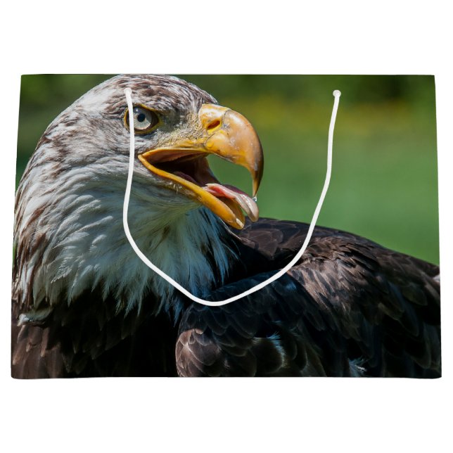 photo d'aigle (Framsidan)