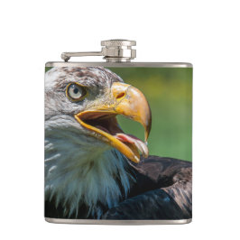 photo d'aigle fickplunta