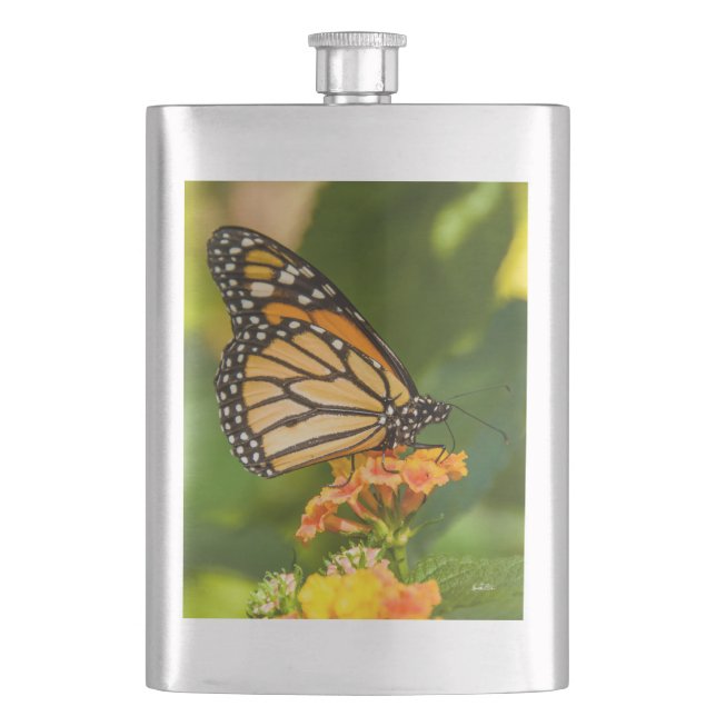 photo d'un papillon sur une fleur fickplunta (Framsidan)