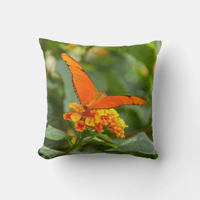 photo d'un papillon sur une fleur kudde (Framsida)