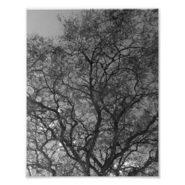 Photo Enlargement Fototryck