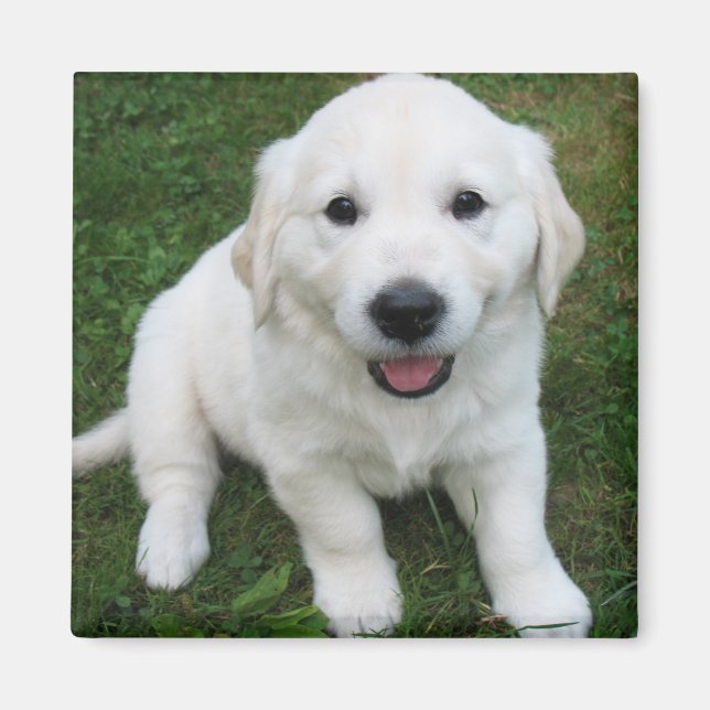 Photo Modern Simple Custom Cute Pet Magnet (Framsidan)