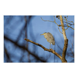 Photo nature du héron cendré perché perfect poster