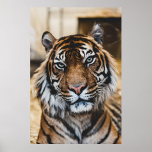 PHOTO OF TIGER'S ANSIKTE POSTER